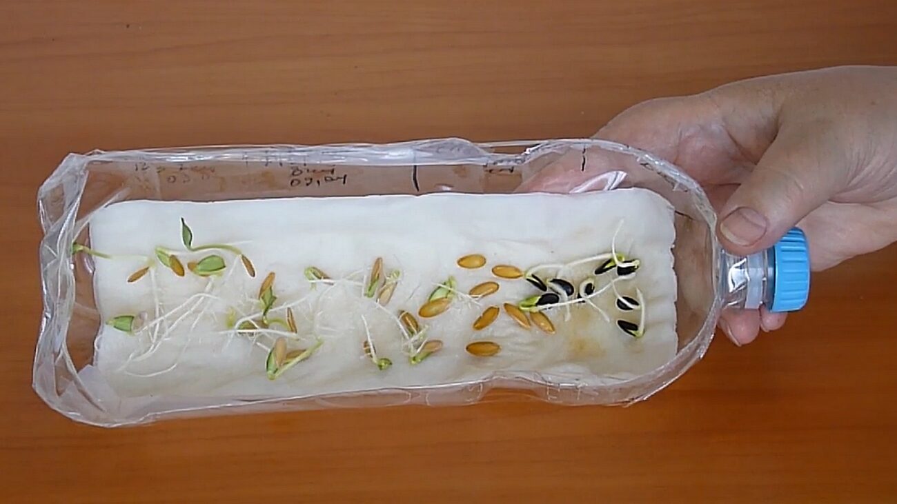 Городники розповіли, як отримати врожай огірків на місяць раніше