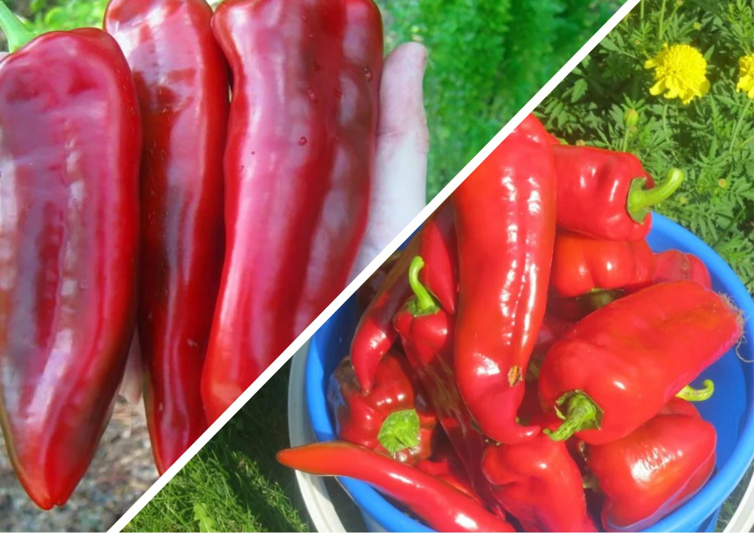 Городники назвали найкращі сорти болгарського перцю