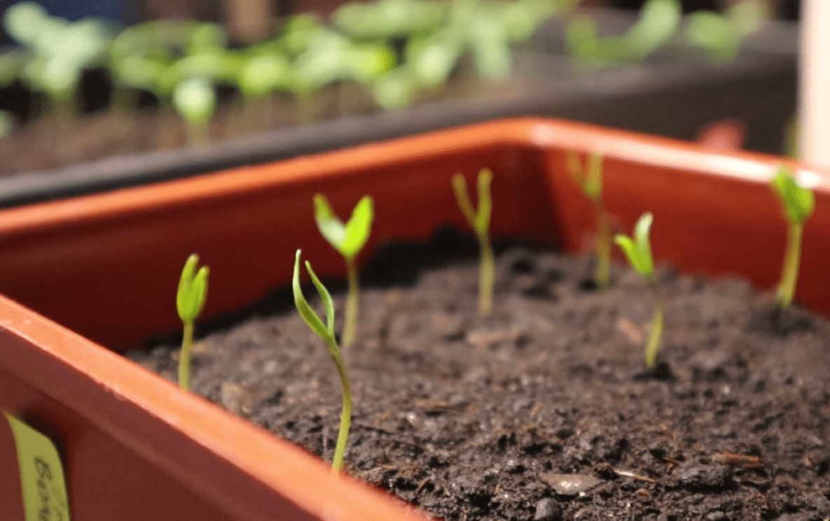 Городники розповіли, що робити далі із розсадою перців після сходів