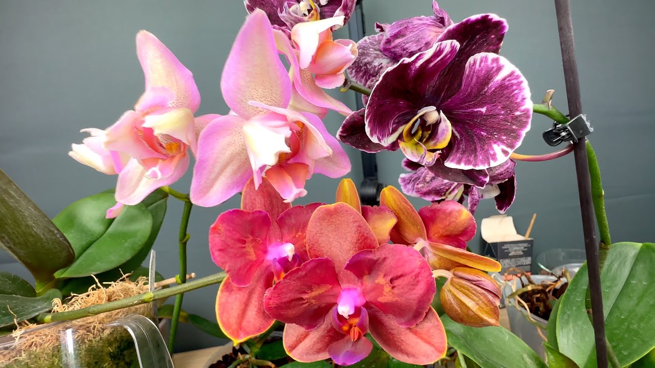 Квітникарі назвали сорт орхідеї, яка цвіте у два рази більше, ніж стандартні  