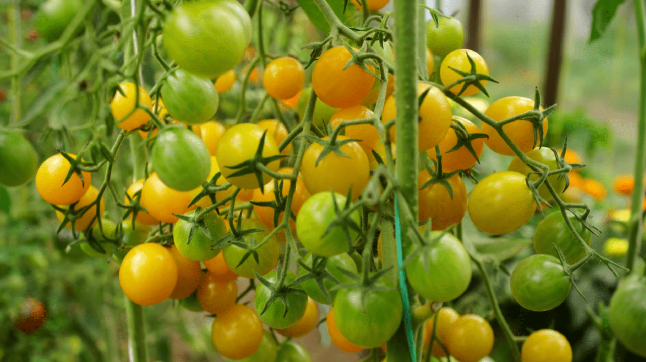 Городники назвали найкращі сорти помідорів-чері на 2026 рік