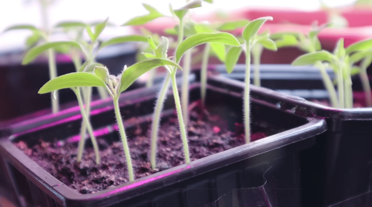 Городники дали рецепт найкращого першого підживлення для розсади