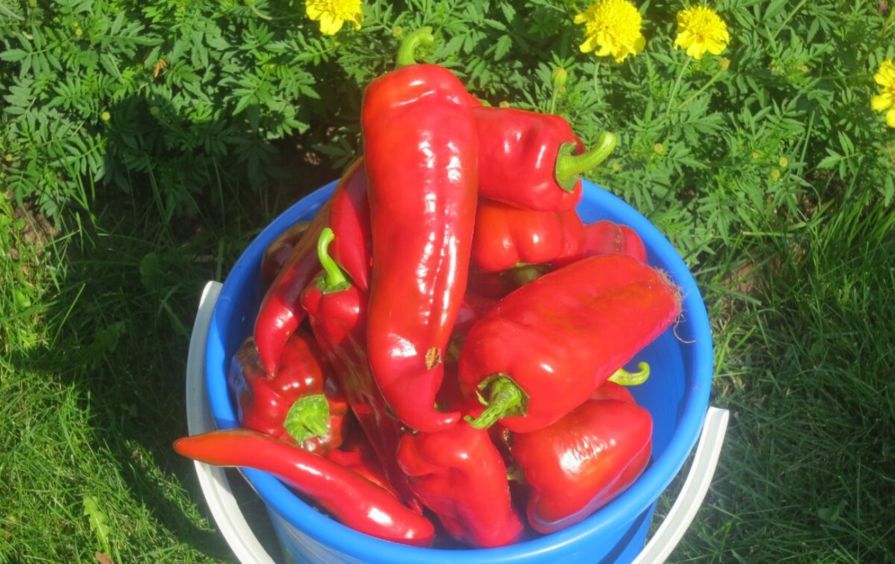 Городники назвали найурожайніші сорти болгарського перцю для вирощування у відкритому ґрунті