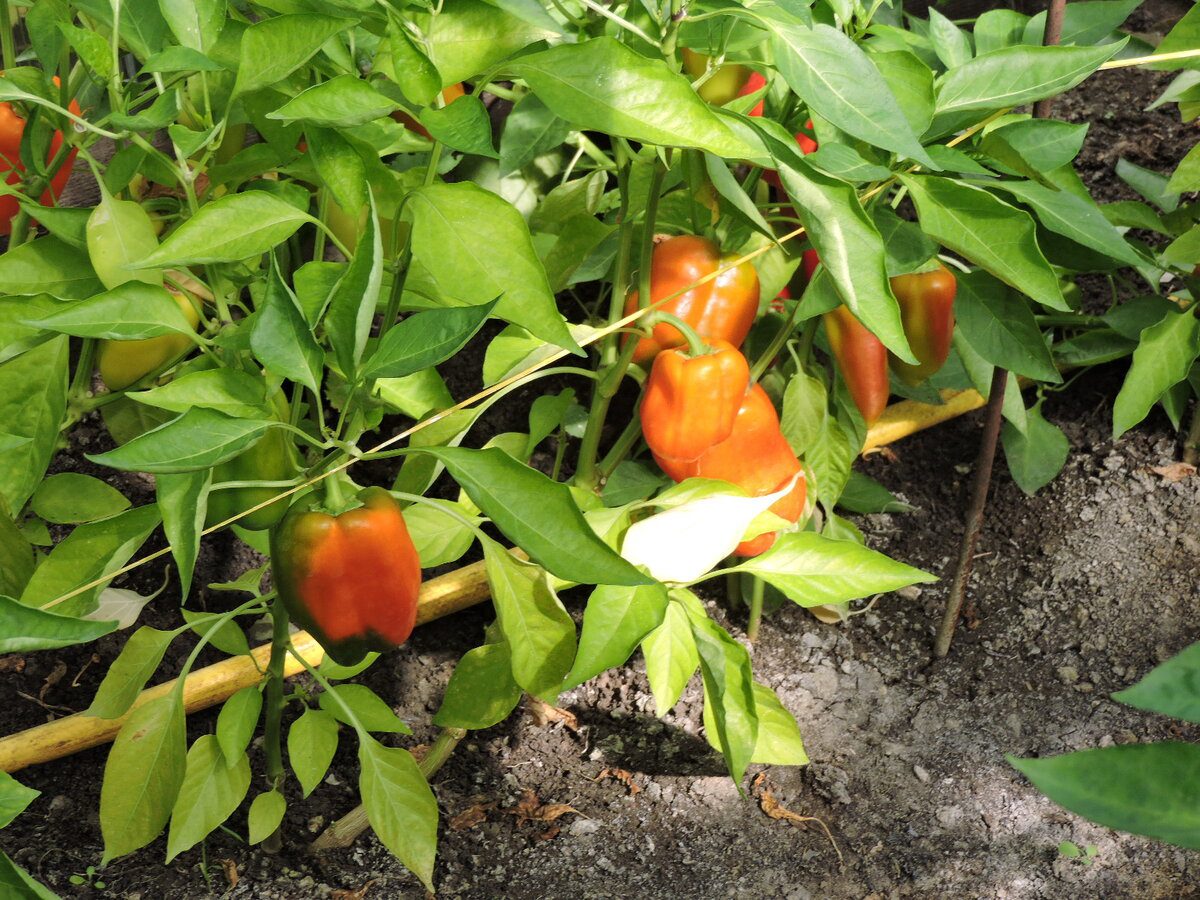 Городники назвали найурожайніші сорти болгарського перцю для вирощування у відкритому ґрунті