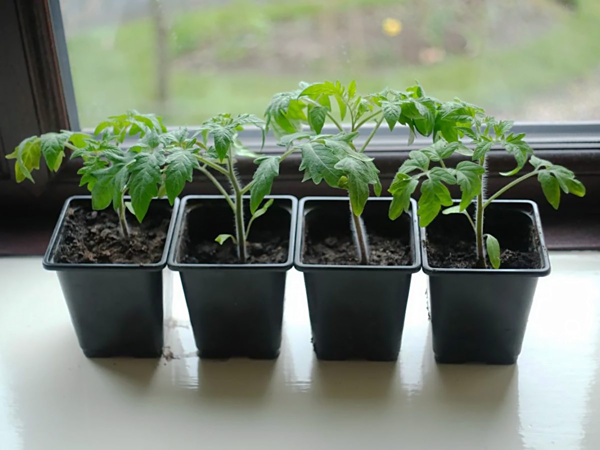 Експерти розповіли про цікаві способи використання скляних баночок для вирощування розсади