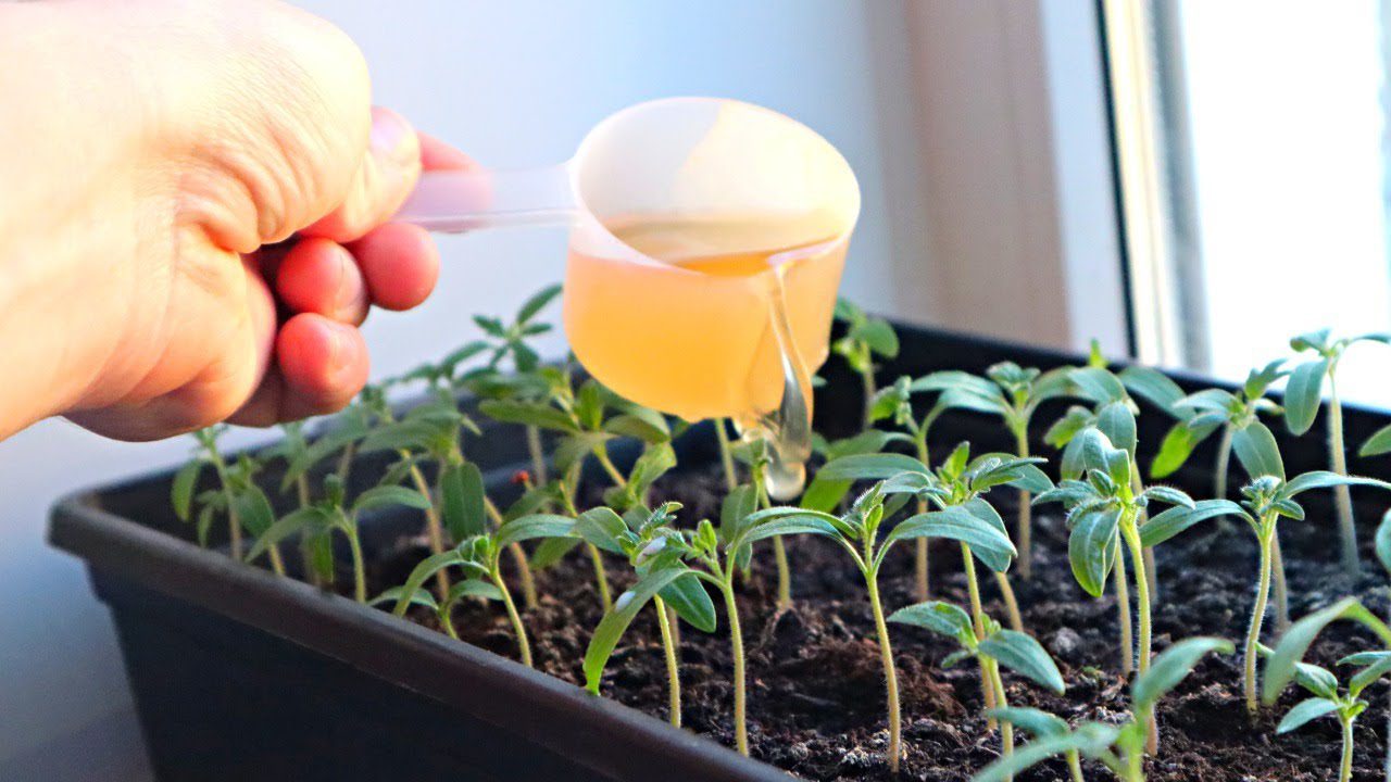 Городники розповіли, як виростити міцну і здорову розсаду помідорів