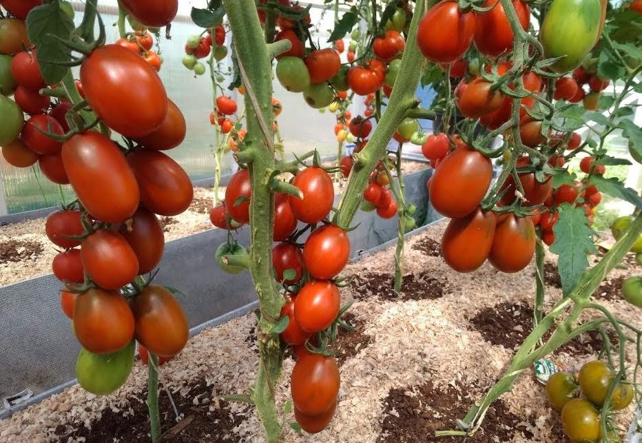 Аграрії назвали 3 сорти помідорів, які схильні до фітофторозу