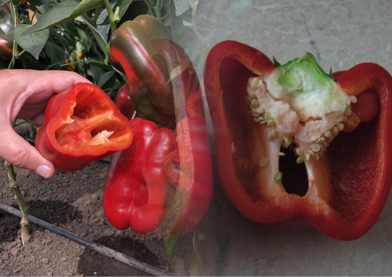 Городники розповіли, як правильно розрахувати терміни посіву солодкого перцю