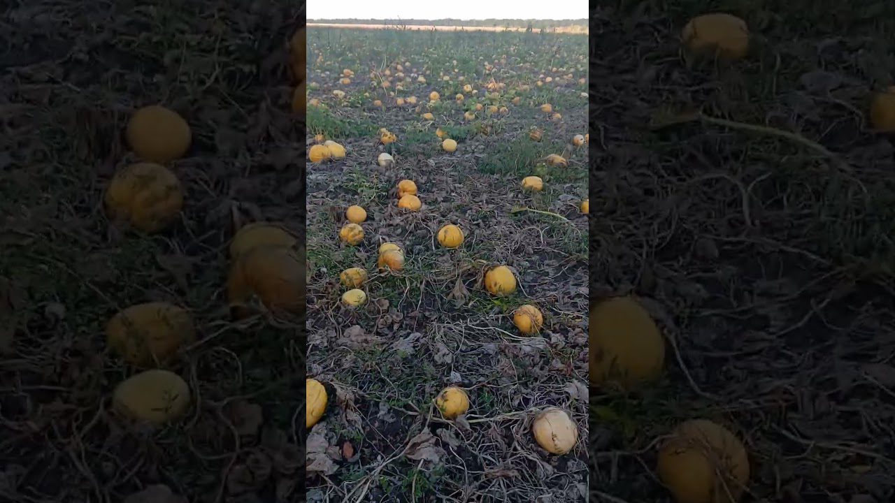 Агрономи назвали врожайний сорт гарбуза для вирощування в Україні