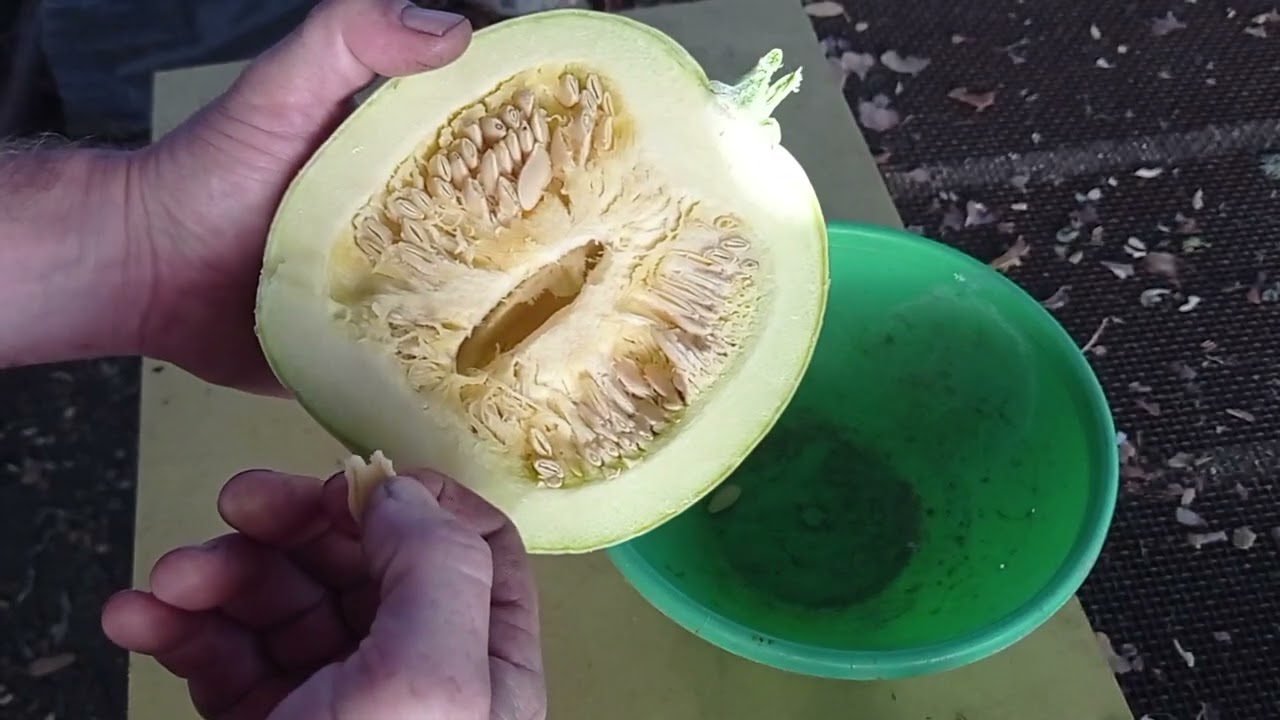 Агрономи назвали врожайний сорт гарбуза для вирощування в Україні Агрономи назвали врожайний сорт гарбуза для вирощування в Україні