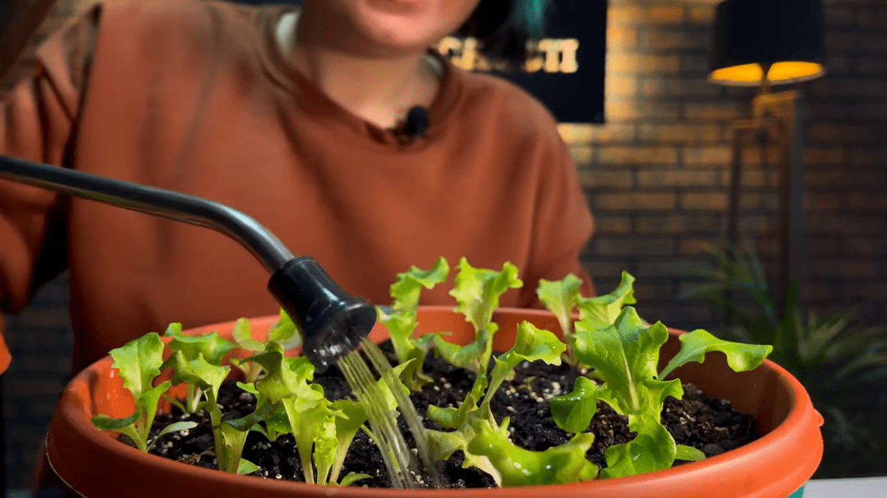 Городники розповіли, як виростити салат, що не гірчить, на підвіконні