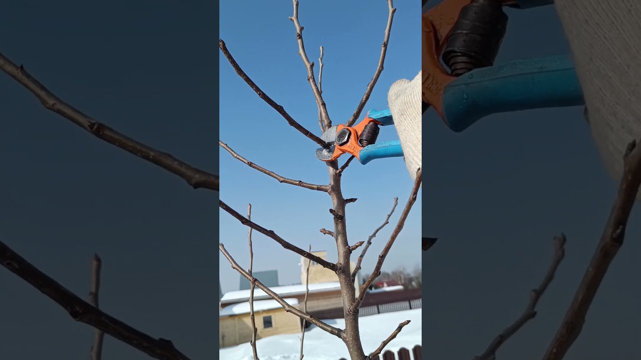 Садівники назвали дерева, які можна обрізати взимку