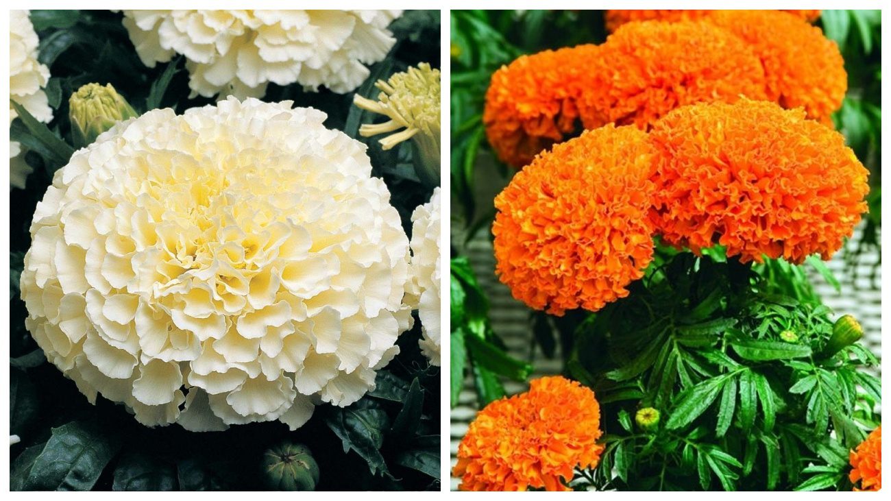 Експерт розповів, як забезпечити рясне цвітіння чорнобривців влітку