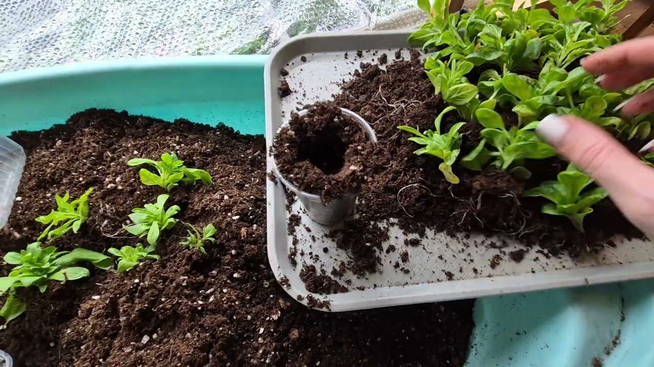 Експерти розповіли, як не дати молодій розсаді витягуватись під час зими правильним добривом