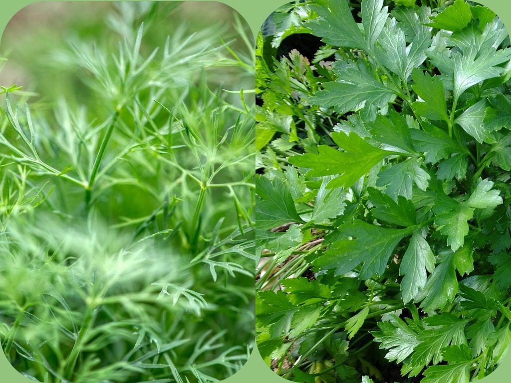 Городники розповіли, коли та як правильно висаджувати кріп і петрушку в ґрунт Городники розповіли, коли та як правильно висаджувати кріп і петрушку в ґрунт