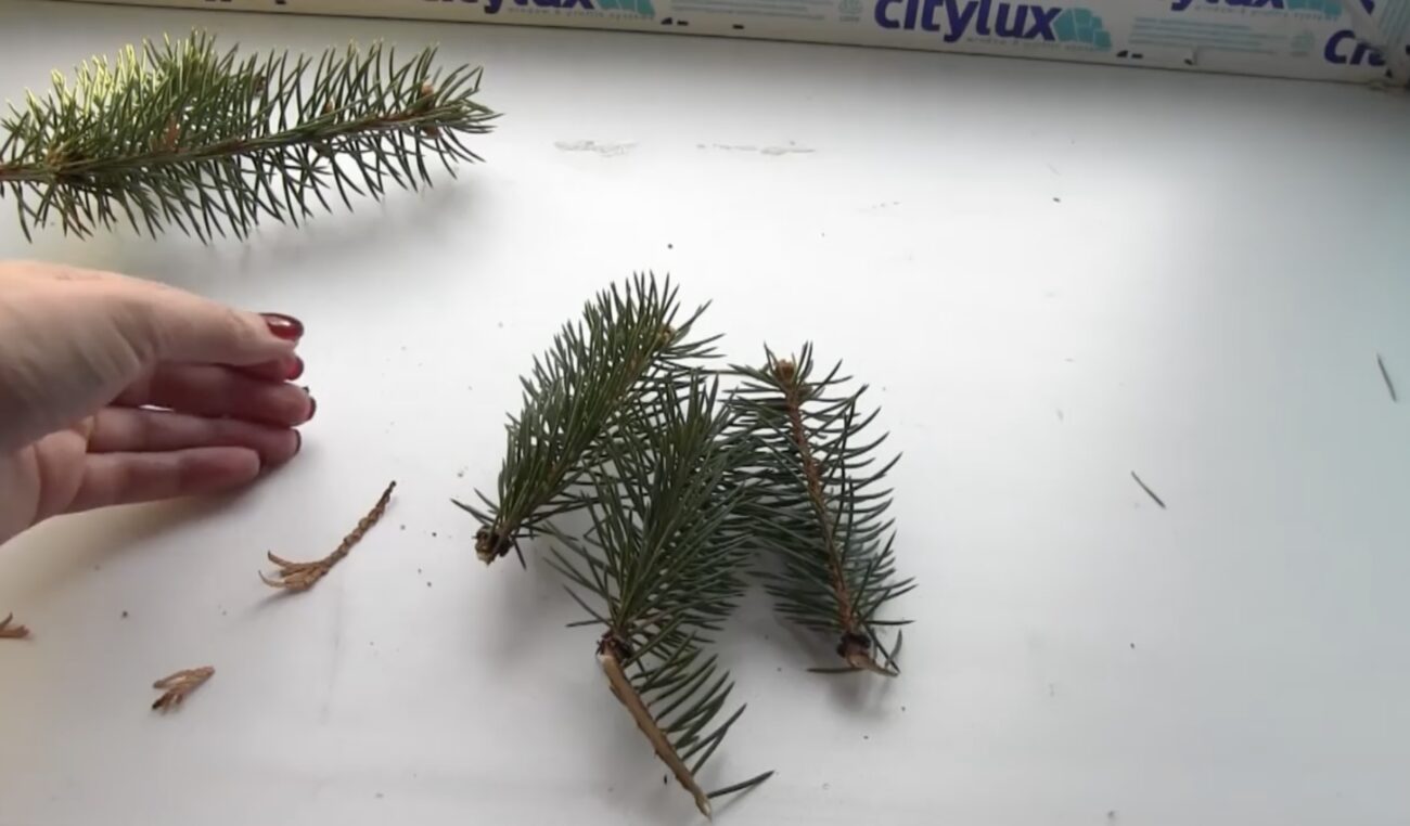 Садівники розповіли, як без витрат отримати саджанець ялини