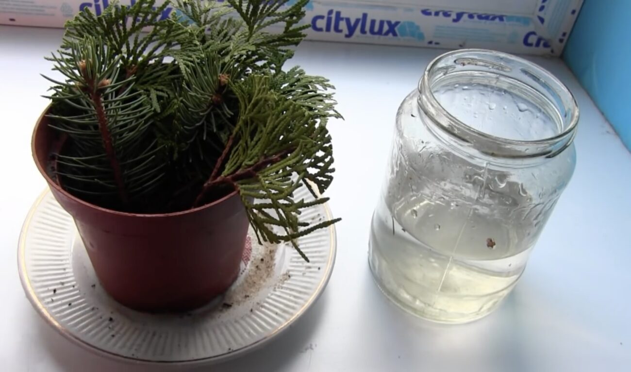 Садівники розповіли, як без витрат отримати саджанець ялини