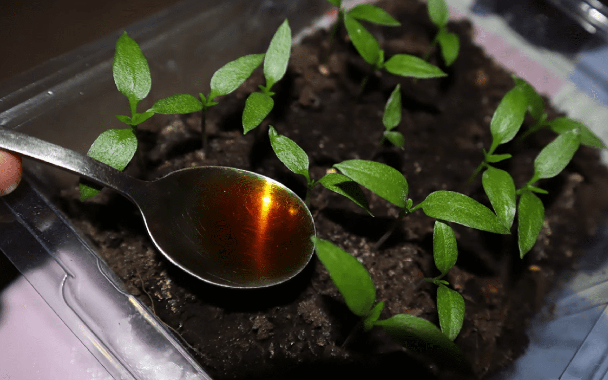 Городники назвали найкращі дешеві підживлення для розсади і домашніх рослин