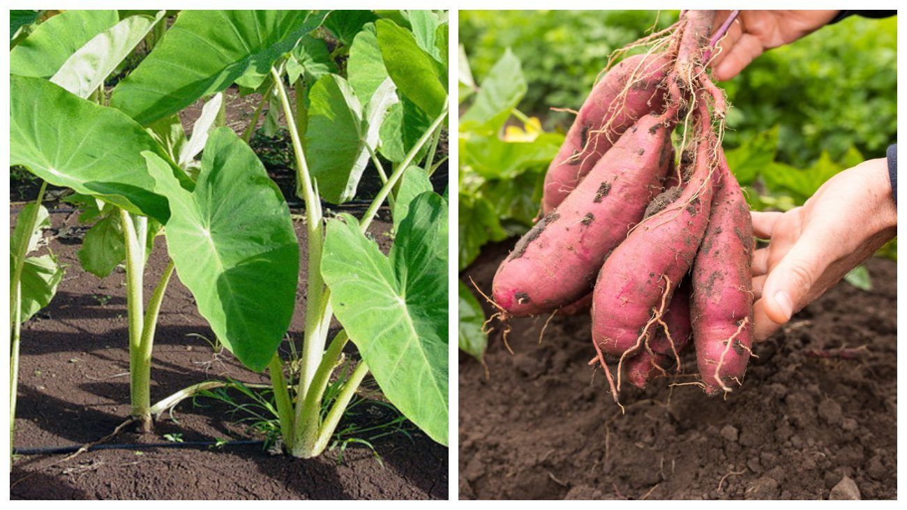 Городники розповіли, які незвичні овочі можна виростити на городі