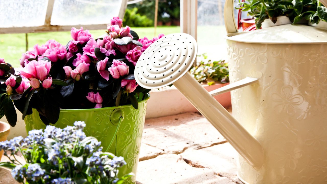 Квітникарі розповіли, які відходи слід використовувати як підживлення для рослин