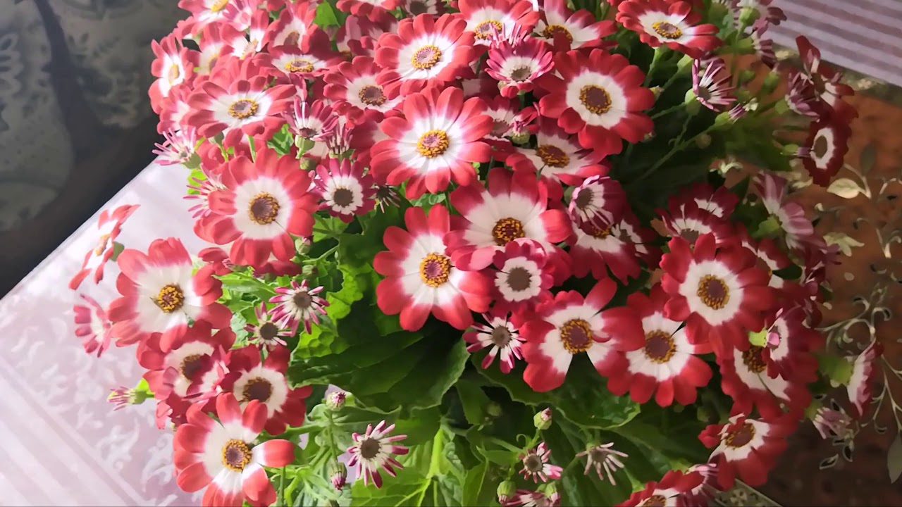 Садівники розповіли, як легко виростити розкішну цинерарію на дачній ділянці