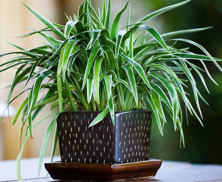 Садівники назвали помилки при вирощуванні хлорофітуму