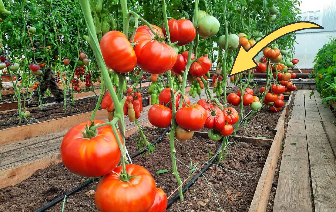 Городники назвали найкращі сорти томатів для городу