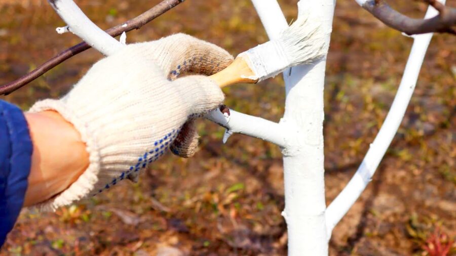 Садівники розповіли, навіщо білити дерева в січні