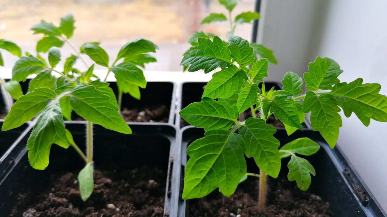 Городники порадили спосіб, як сіяти томати на розсаду, аби рослина потім не витягувалась