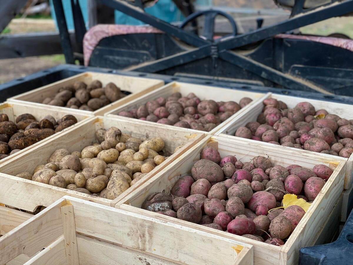 Городники назвали сорти картоплі, які дають щедрий врожай навіть у тіні