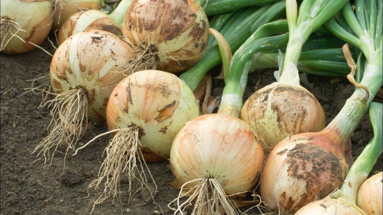 Городники назвали найкращі сорти цибулі з довгим терміном зберігання