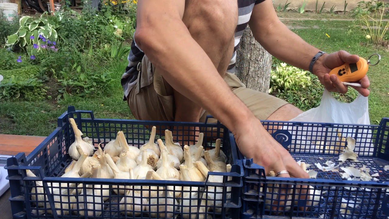 Городники розкрили свої особисті секрети вирощування великого часнику