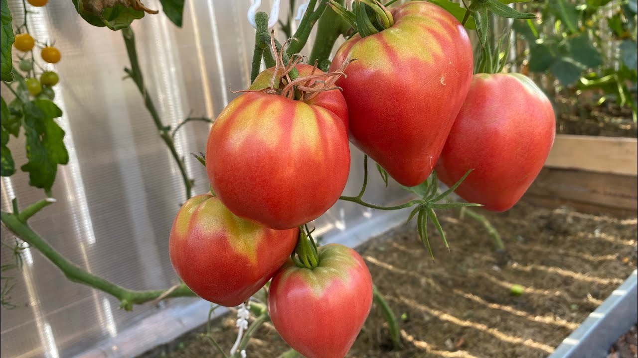 Городники розповіли про найкращі сорти помідорів для теплиці – вони дають рекордний урожай