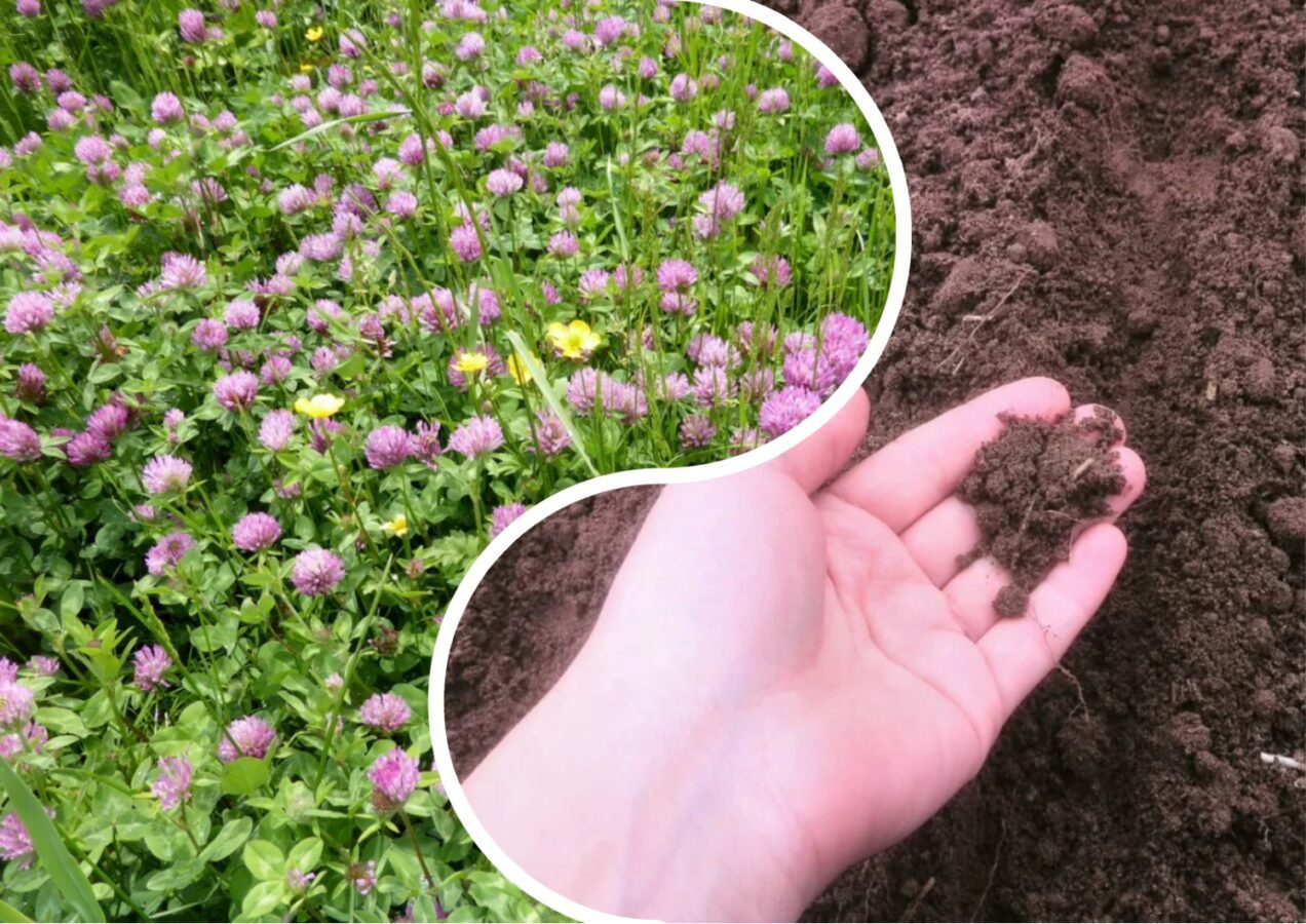 Городники розповіли, як відновити ґрунт після рослин вражених фітофторою 