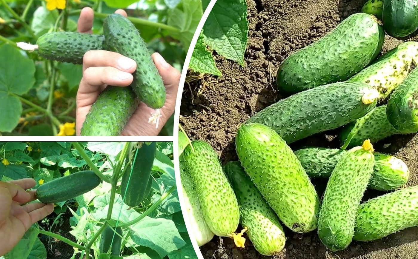  Агрономи назвали 3 найурожайніші сорти огірків