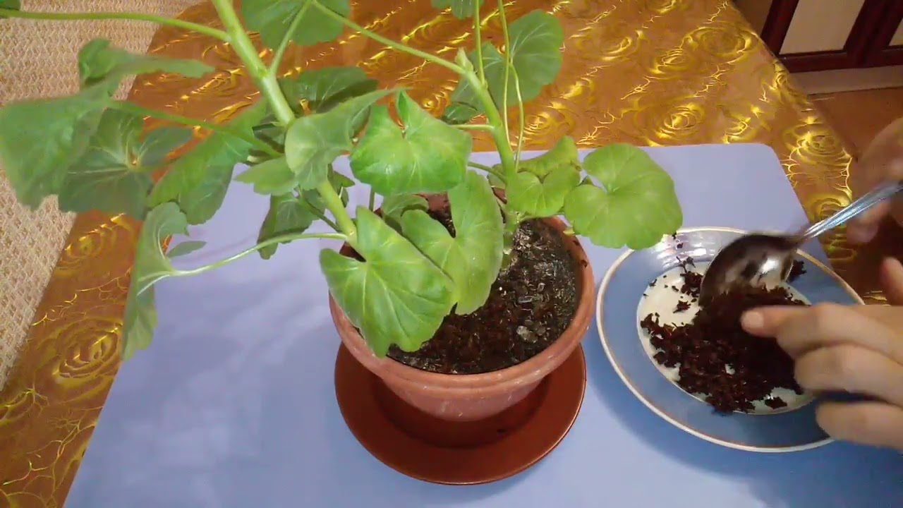 Квітникарі розповіли, як використовувати чайну заварку для догляду за квітами