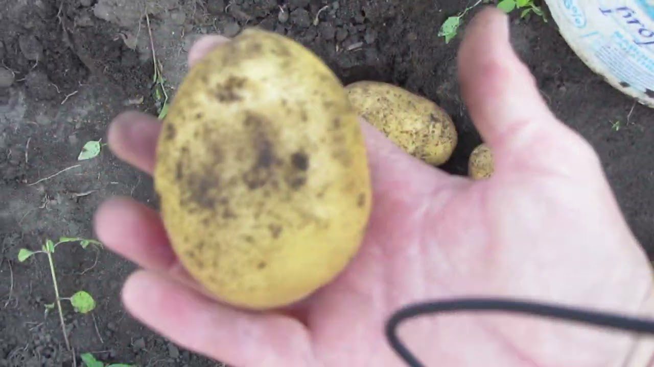 Сорт картоплі Імпала