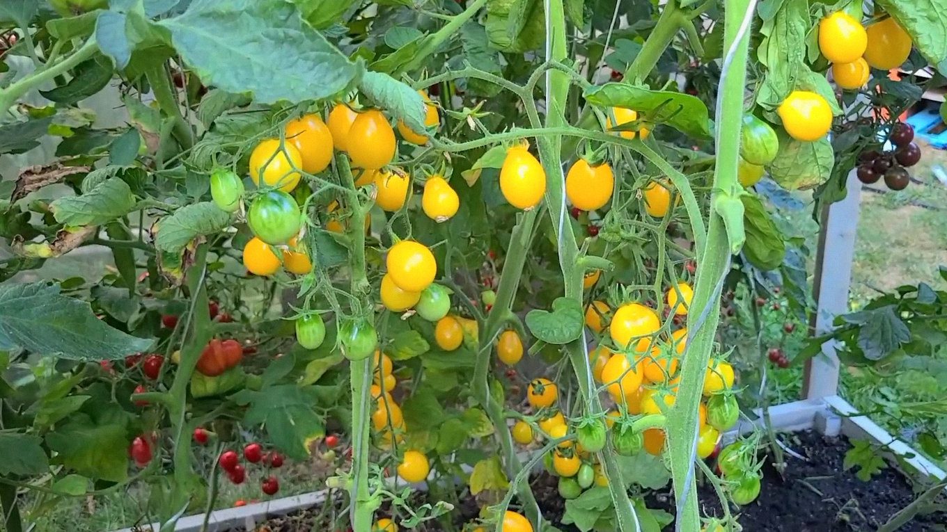 Агрономи розсекретили чотири найсолодші сорти томатів, які невибагливі