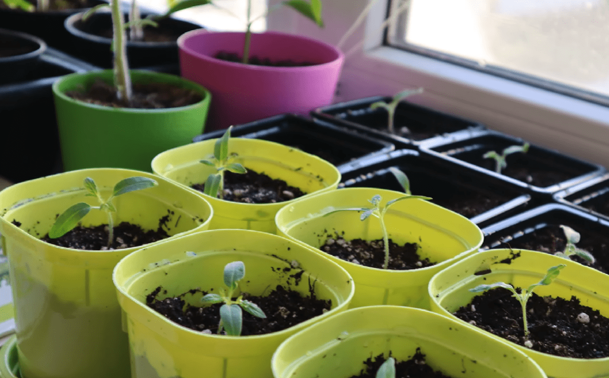 Експерти назвали термін посадки перцю на розсаду в лютому