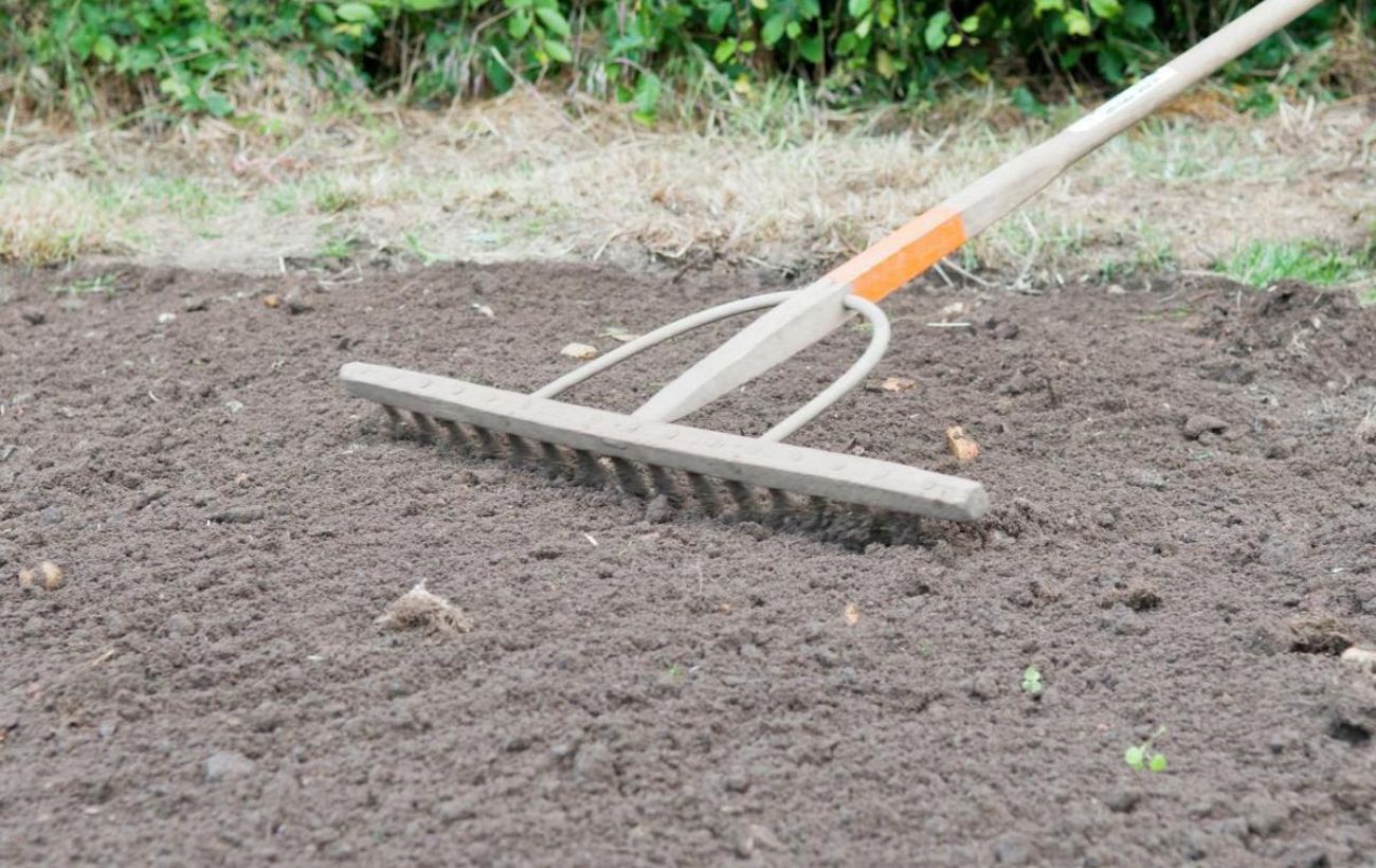 Агрономи розповіли про правильне сусідство рослин на грядках