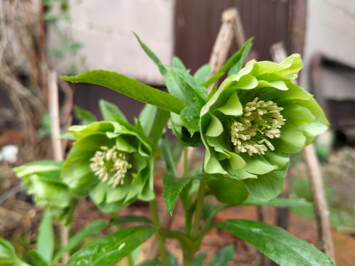 Садівники розповіли, яку багаторічну квітку посадити на своїй ділянці, аби вразити красою