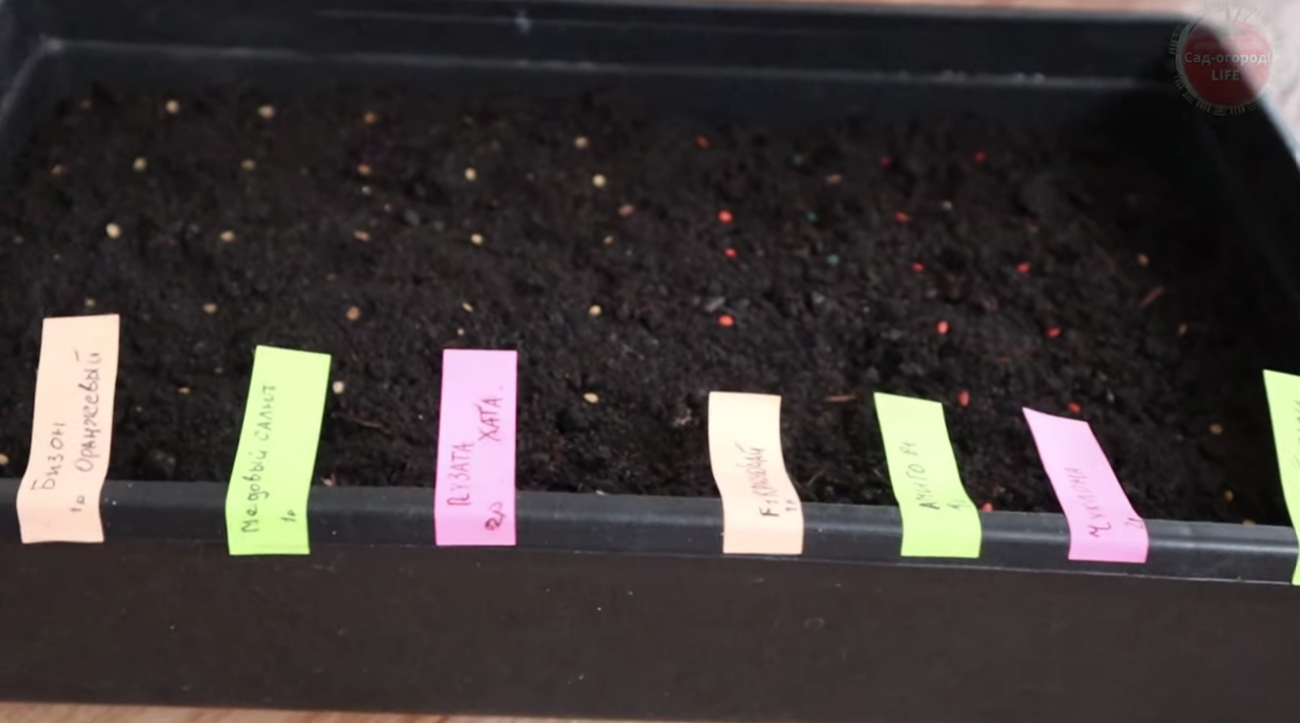 Городники згадали незаслужено забутий метод посадки розсади помідорів