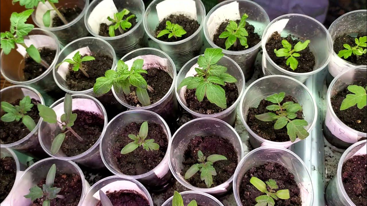 Господині розповіли, у які дні не можна сіяти розсаду томатів