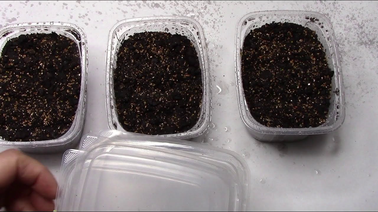 Садівники розповіли, як правильно посіяти петунії за допомогою сірників