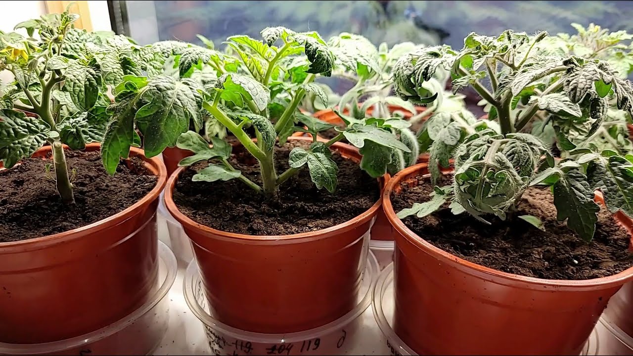 Городники розповіли, як приготувати бюджетний розчин для міцної розсади