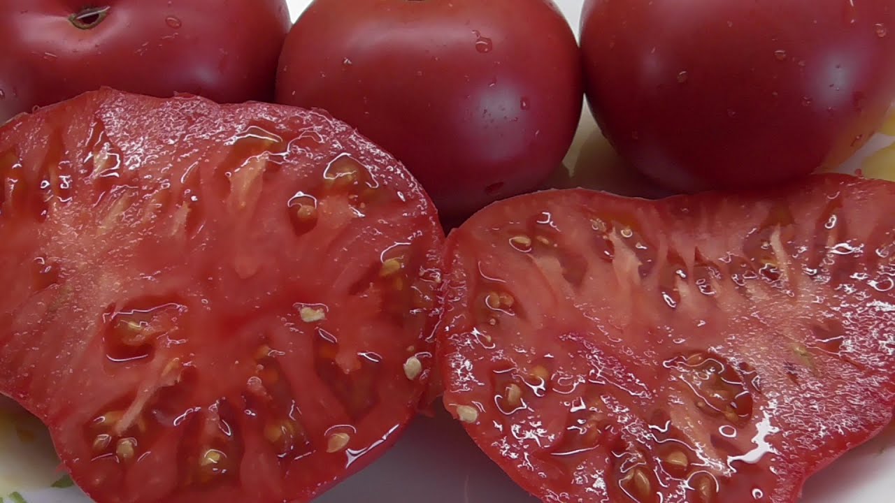 Сорт середньостиглих помідорів Цукровий Бізон