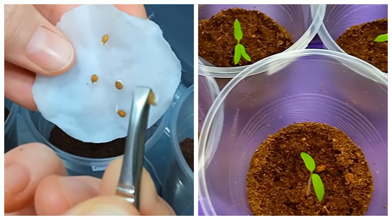 Городники нагадали про етапи підживлення розсади томатів