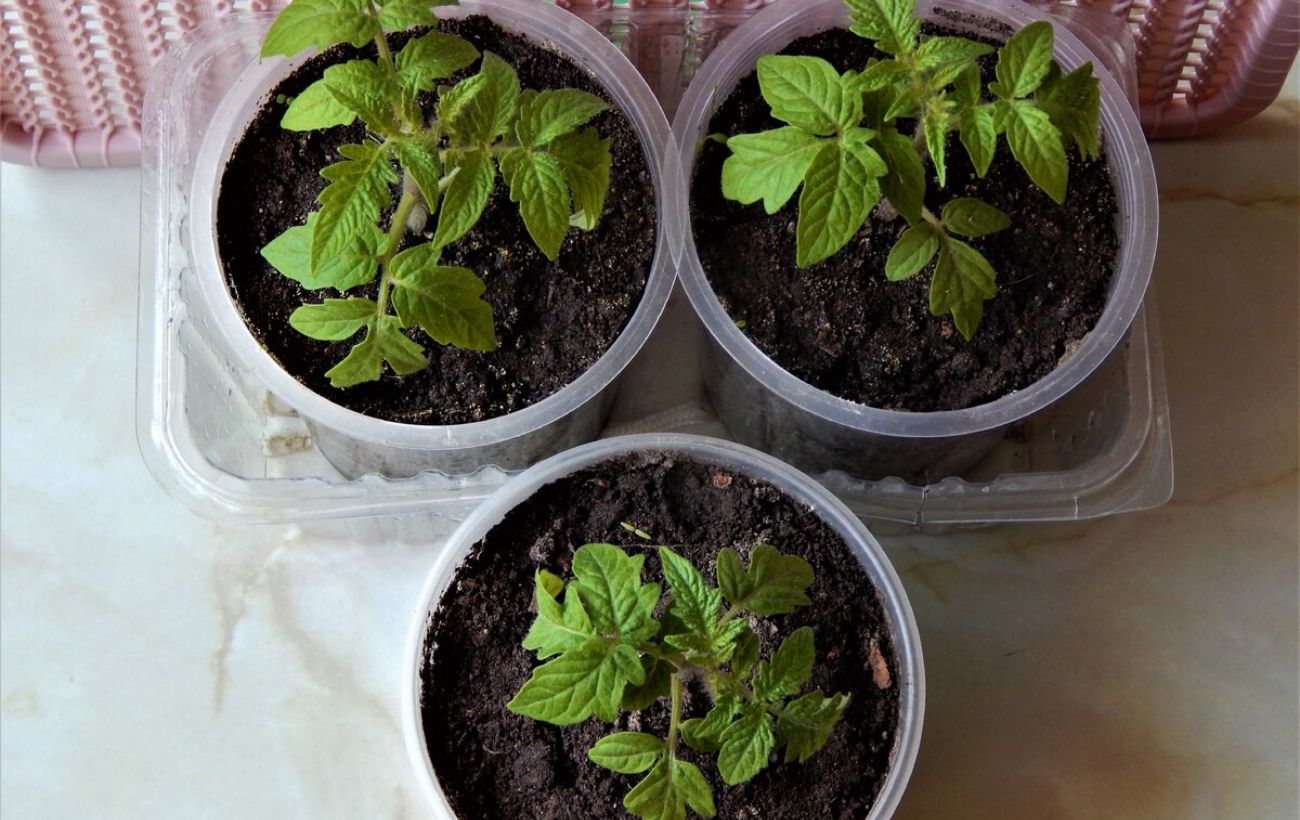 Садівники розповіли, чим підживити розсаду перців й томатів Садівники розповіли, чим підживити розсаду перців й томатів