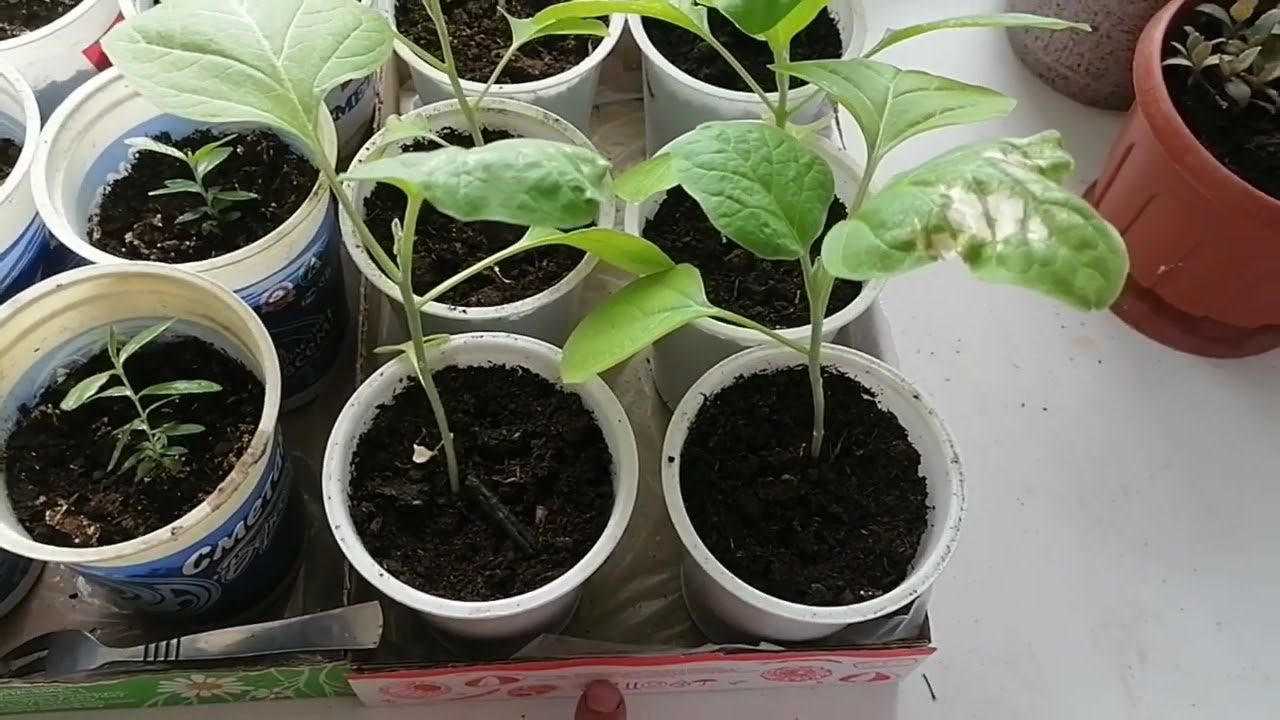 Городники розповіли, як правильно поливати розсаду, щоб вона не хилилася