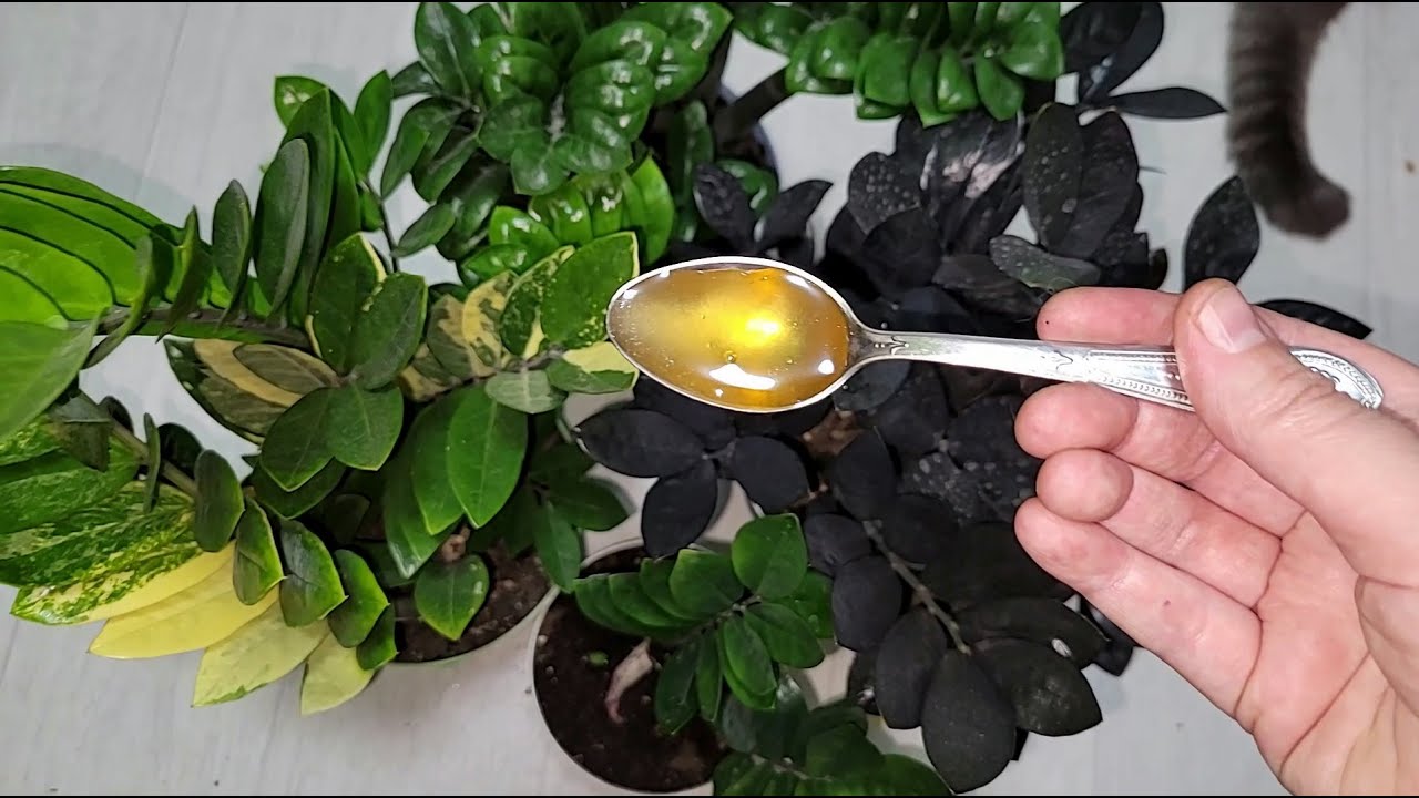 Квітникарі розповіли, як приготувати дієве натуральне добриво для заміокулькаса